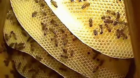 龍 名字 蜜蜂在家筑巢